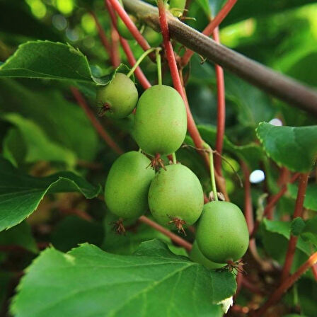 Mini Kivi (Actinidia arguta) Fidanı - Lezzetli ve Kolay Yetiştirilen Meyve, 1-2 Yaş Arası Tüplü