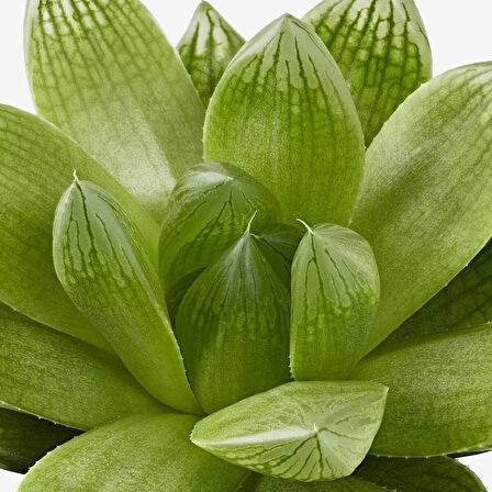 Canlı bitki, yeşil, 6 cm, farklı türler