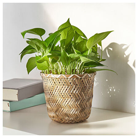 Bambu saksı, bambu, 15 cm
