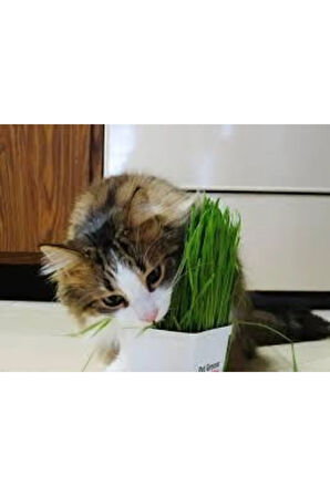 50 Adet Tohum Kedi Çimi Tohumu Çim Tohumu Kedi Çimi Saksı Toprak Sürpriz Hediye Tohumla Gönderilir