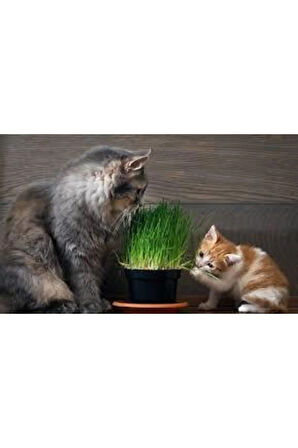 50 Adet Tohum Kedi Çimi Tohumu Çim Tohumu Kedi Çimi Saksı Toprak Sürpriz Hediye Tohumla Gönderilir