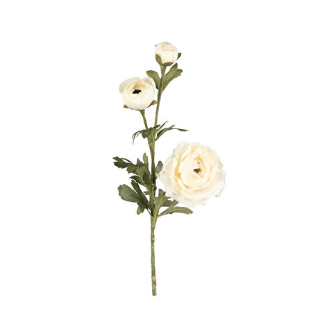 Kuk Çiçek Ranunculus Dal 72 Cm. (Ivory)