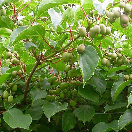 1-2 Yaş Arası Tüplü Mini Kivi (Actinidia arguta) Fidanı - Tatlı ve Kolay Yetişen Meyve