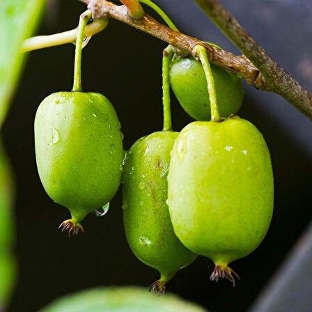 1-2 Yaş Arası Tüplü Mini Kivi (Actinidia arguta) Fidanı - Tatlı ve Kolay Yetişen Meyve