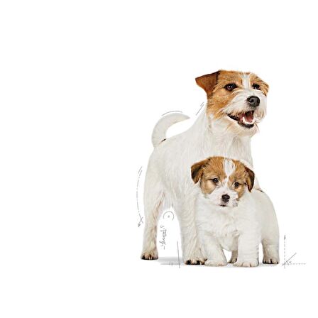 Royal Canin Starter Mother&Babydog Gebe/Laktasyondaki Anne ve Yavru Köpekler için Kuru Köpek Maması 4kg