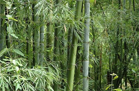 5 Adet Bambu Fidanı 25 cm Topraklı Gönerim,,