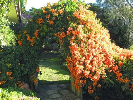 9 Adet Acem Burusu Sarmaşığı campsis radicans 40-60 Cm. Torbada