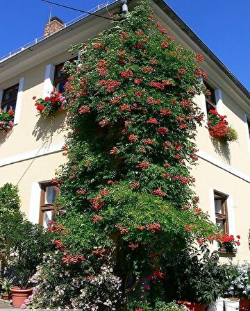 9 Adet Acem Burusu Sarmaşığı campsis radicans 40-60 Cm. Torbada