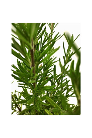 Kuşdili Biberiye Çiçeği Saksılı 10-20 cm
