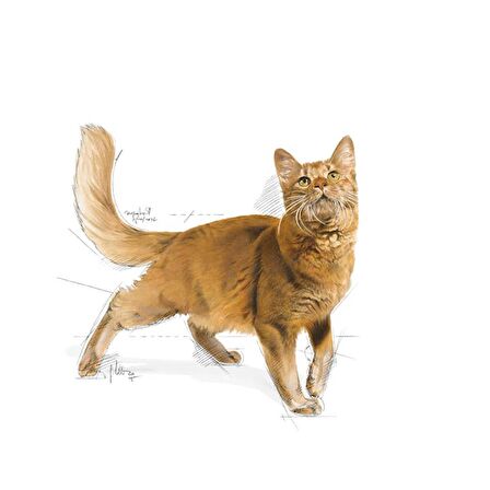 Royal Canin Fit32 Yetişkin Kuru Kedi Maması 4kg
