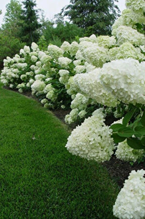 Ortanca Paniculata "Annabelle Paniculata" Beyaz Çiçekli 1-2 Yaş Arası Tüplü