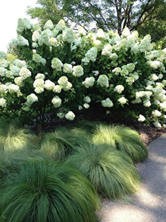 Ortanca Paniculata "Annabelle Paniculata" Beyaz Çiçekli 1-2 Yaş Arası Tüplü
