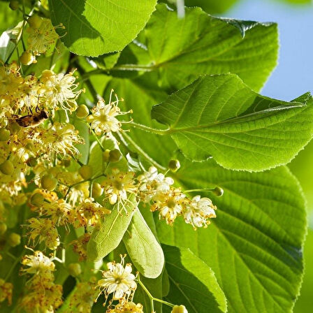 Hızlı Gelişen Soğuklara Dayanıklı Tilia Platyphyllos  Avrupa Ihlamuru Fidanı