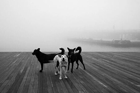  İstanbul Zamansız Fotoğraf Kitabı