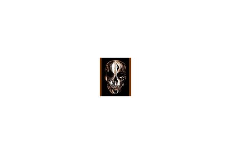 Alexander Mcqueen: Savage Beauty (Metropolitan Museum) - Andrew Bolton