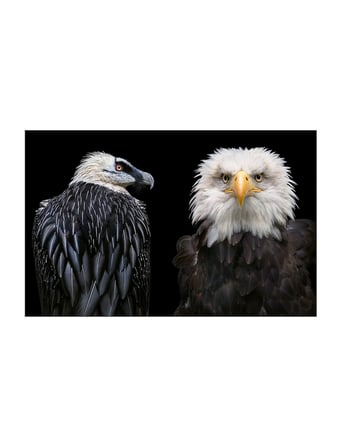 Abrams Birds Photographs 9781419747618