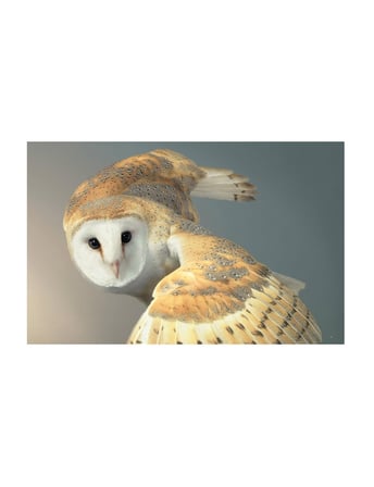 Abrams Birds Photographs 9781419747618