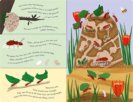 Little Tiger Bees and Beetles - A Flip-Flap Book of Bugs