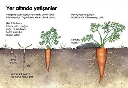 İlk Okuma - Yer Altı Hayvanları