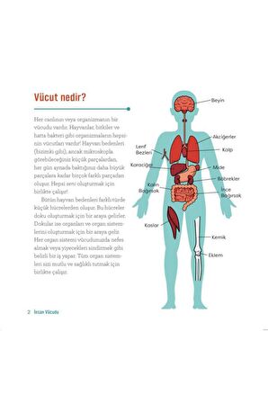 İnsan Vücudu