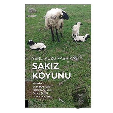 Yerli Kuzu Fabrikası Sakız Koyunu
