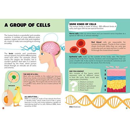 Sassi Travel - Learn and Explore - The Human Body