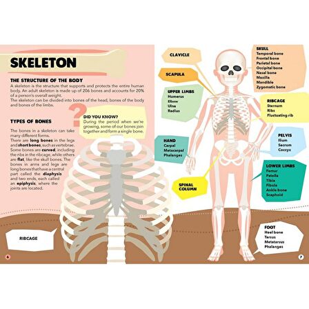 Sassi Travel - Learn and Explore - The Human Body