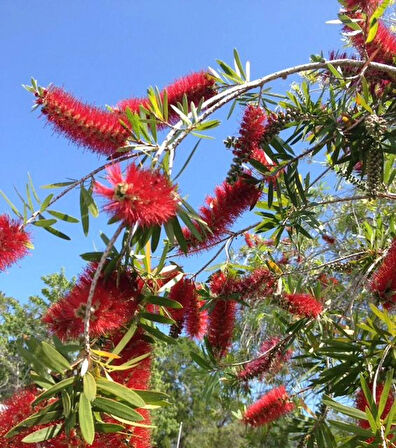 Fırça Çalısı (Callistemon citrinus) Fidanı - 2 Yaş, Kırmızı Çiçekli ve Dayanıklı