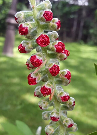 Fırça Çalısı (Callistemon citrinus) Fidanı - 2 Yaş, Kırmızı Çiçekli ve Dayanıklı