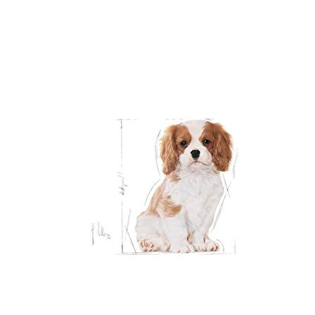 Royal Canin Cavalier King Charles 1.5 kg Yavru Köpek Maması