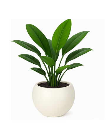 Omnipazar SO-KURS1 Dekoratif Modern Yuvarlak Küre Saksı 7.5 litre No 1 