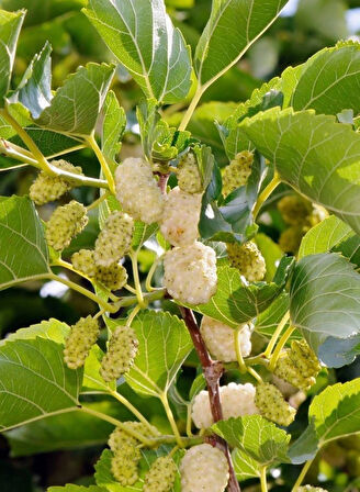 Beyaz Dut Fidanı - Morus alba, Vitamin Bakımından Zengin Meyveler 1-2 yaş arası saksılı