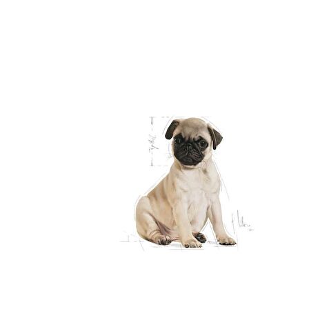 Royal Canin Pug Yavru Köpek Maması 1.5kg