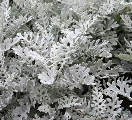 1-2 Yaş Arası Tüplü Gri Kül Çalısı (Cineraria Maritima) Fidanı - Dayanıklı ve Göz Alıcı Çalı