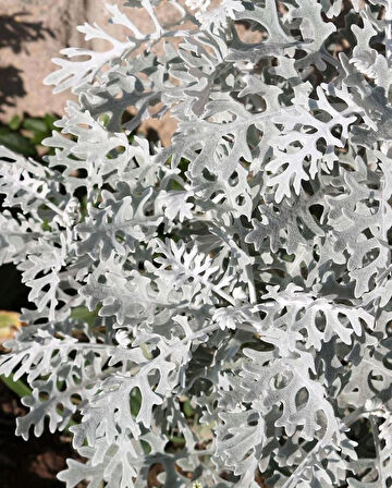 1-2 Yaş Arası Tüplü Gri Kül Çalısı (Cineraria Maritima) Fidanı - Dayanıklı ve Göz Alıcı Çalı