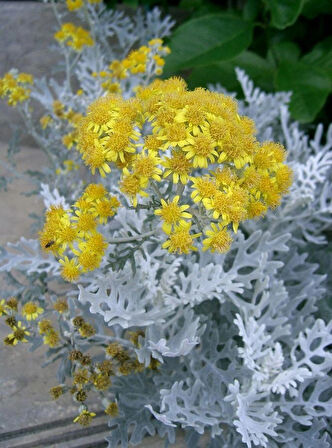 1-2 Yaş Arası Tüplü Gri Kül Çalısı (Cineraria Maritima) Fidanı - Dayanıklı ve Göz Alıcı Çalı