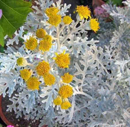 1-2 Yaş Arası Tüplü Gri Kül Çalısı (Cineraria Maritima) Fidanı - Dayanıklı ve Göz Alıcı Çalı