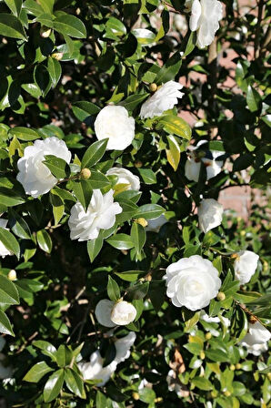 Beyaz Kamelya Camelia Japonica Fidanı 2-3 Yaş
