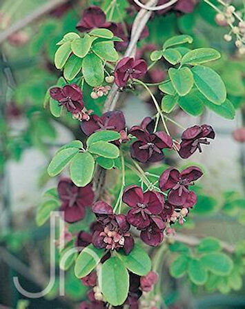 Çikolata Sarmaşığı Akebia quinata Fidanı 30-50 Cm 1-2 Yaş