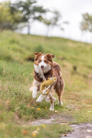 Gerçek deri - güderi bukalemun halatlı köpek çekiştirme oyuncağı 45cm