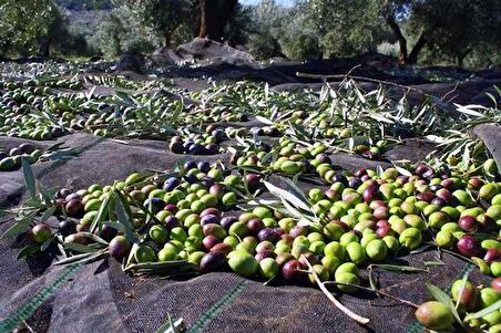 5X3 METRE ZEYTİN SERGENİ ZEYTİN TOPLAMA ÖRTÜSÜ FINDIK FISTIK DUT TOPLAMA FİLESİ HASAT TABAN ÖRTÜSÜ