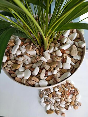 Saksı Dibi Taşı 20 Kg 1-2 cm Karışık Renkli Çakıl Taşı Vazo Dibi T