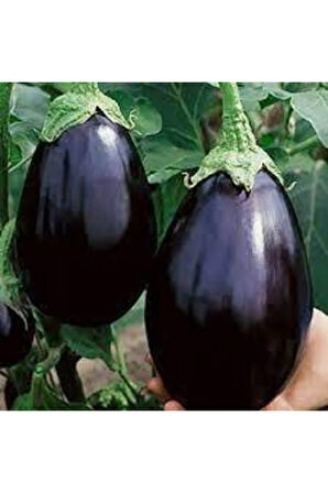 100 Adet Tohum Süper Paket Topak Patlıcan Tohumu Adana Topak Patlıcan Tohumu Sürpriz Hediye Tohumlu