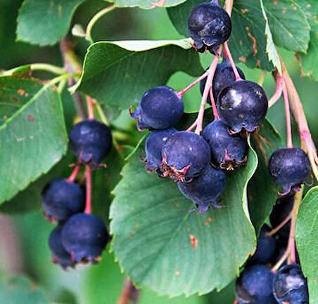 Saskatoonberry meyve fidanı 1-2 yaş arası saksılı 30-60 cm boylarda