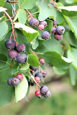 Saskatoonberry meyve fidanı 1-2 yaş arası saksılı 30-60 cm boylarda