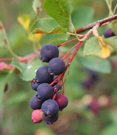 Saskatoonberry meyve fidanı 1-2 yaş arası saksılı 30-60 cm boylarda