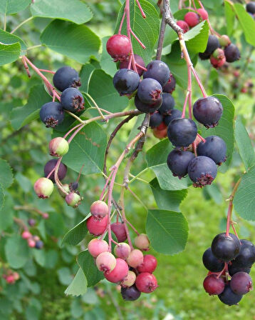 Saskatoonberry meyve fidanı 1-2 yaş arası saksılı 30-60 cm boylarda
