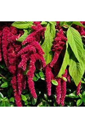 5 Adet Tohum Nadir Tilki Kuyruğu Çiçeği Tohumu Saksı Toprak Süpriz Hediye Tohumludur