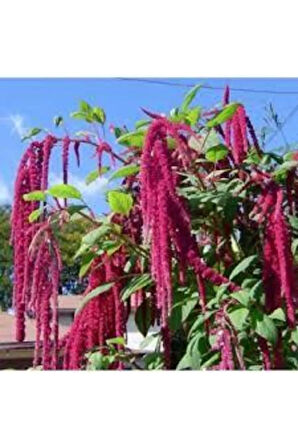 5 Adet Tohum Nadir Tilki Kuyruğu Çiçeği Tohumu Saksı Toprak Süpriz Hediye Tohumludur