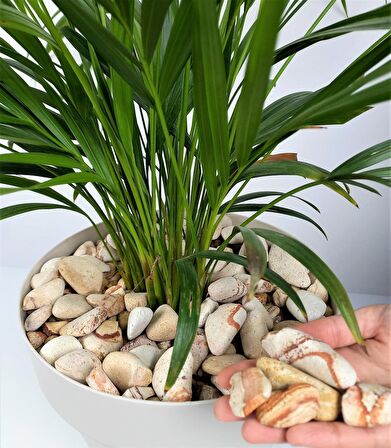 Sarı Çizgili Dolomit Taş 5 Kg 2-4 Cm Renkli Dolomit Dekoratif Taş